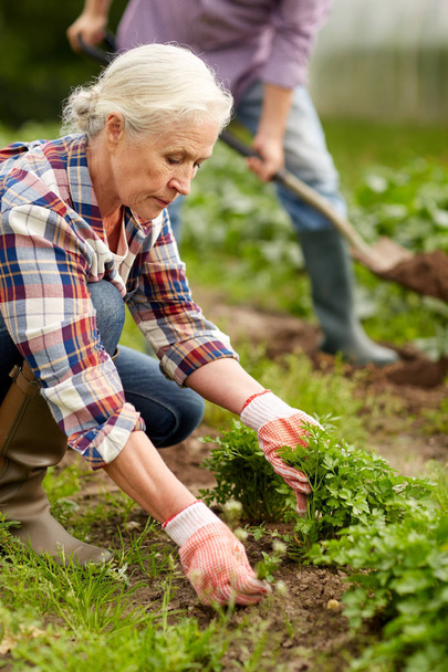 Seniorenpaar arbeitet im Garten oder auf dem Bauernhof - Foto, Bild