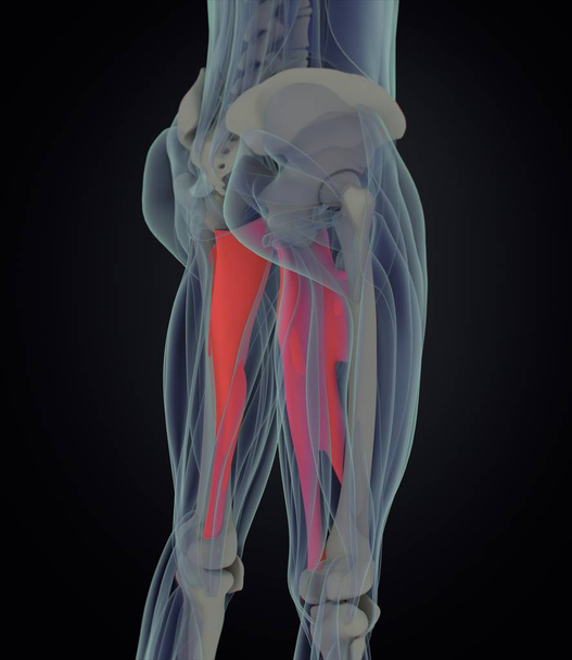adductor spieren anatomie model - Foto, afbeelding