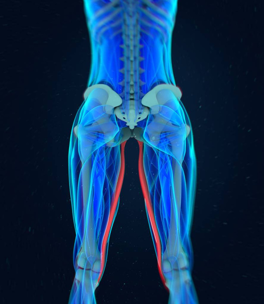 Gracilis Muscles anatomy model - Photo, Image