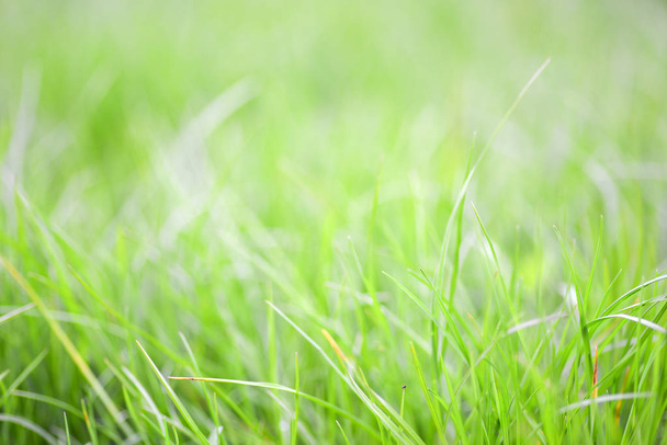 Close-up image of fresh spring green grass. Green grass photo background or texture. Beautiful bright field of green grass. Element of design. Natural background. - Photo, Image