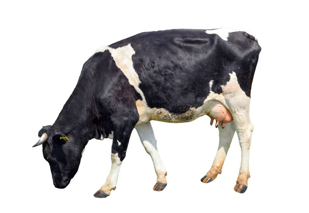 Zwart-wit koe volledige lengte geïsoleerd op wit gespot. Grappige schattige koe geïsoleerd op wit. Koe, permanent full-length voor witte achtergrond en kijkend naar de camera. Boerderijdieren. - Foto, afbeelding
