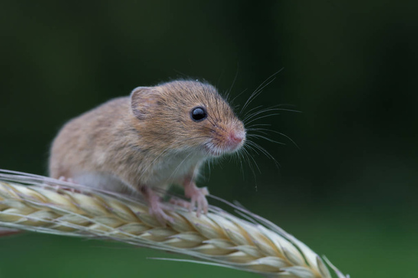 cute harvest mouse - Photo, Image