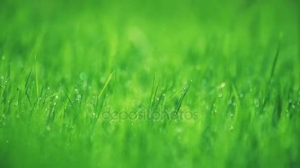Blurred grass with dew drops in spring season.  - Footage, Video