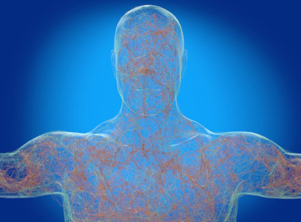 Neurologia do corpo humano, sistema nervoso
 - Foto, Imagem