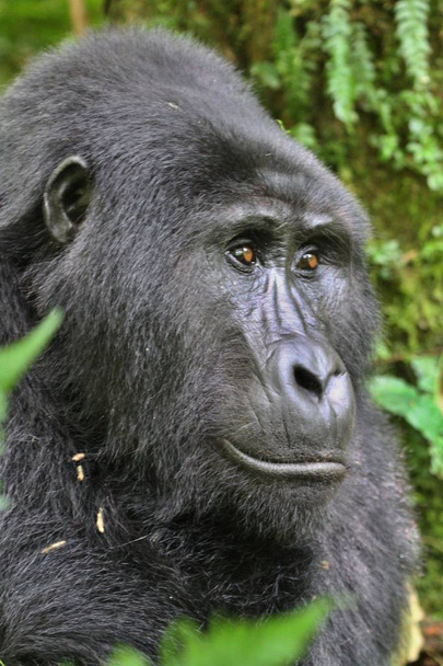 Gorille oriental en danger dans la beauté de la jungle africaine
 - Photo, image