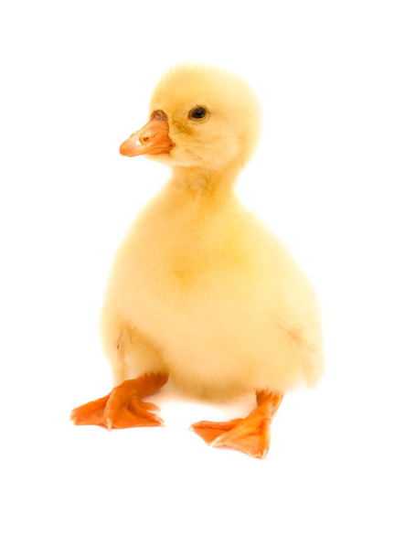 one little gosling isolated on white background - Photo, Image