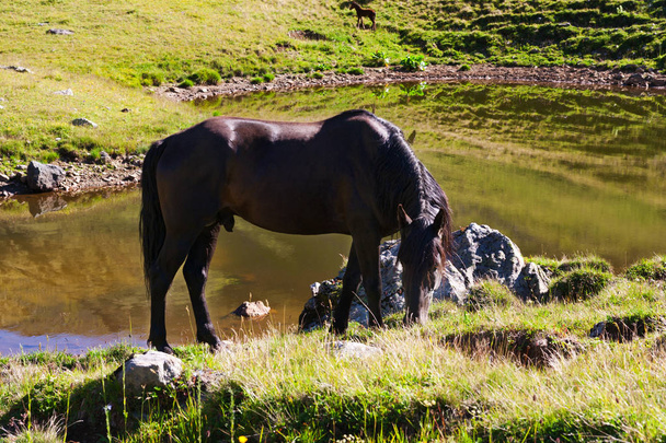 Horses graze on alpine pasture - Foto, Imagen