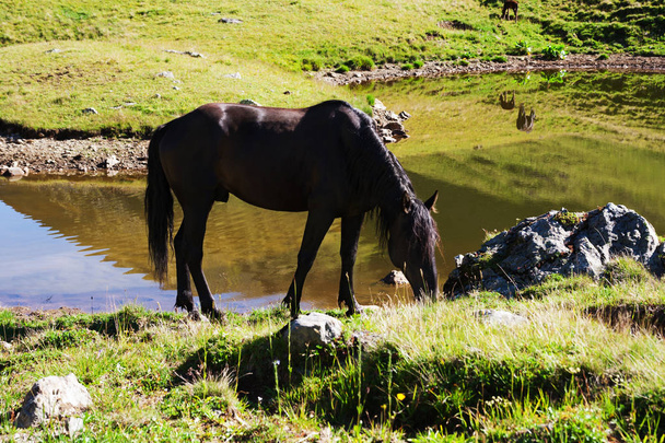Horses graze on alpine pasture - 写真・画像