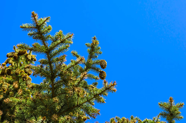 Cèdre, épicéa, branches de pin contre le ciel par une journée ensoleillée
 - Photo, image