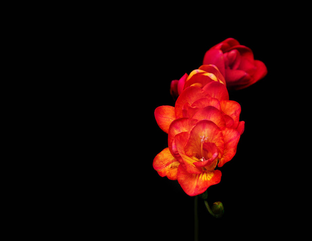 Beautiful freesia flowers   - Фото, изображение