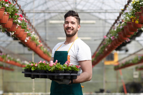 happy male nursery worker trimming plants in greenhouse - 写真・画像