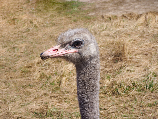 Ostrich bird head and neck portrait in the wild - Foto, Imagen