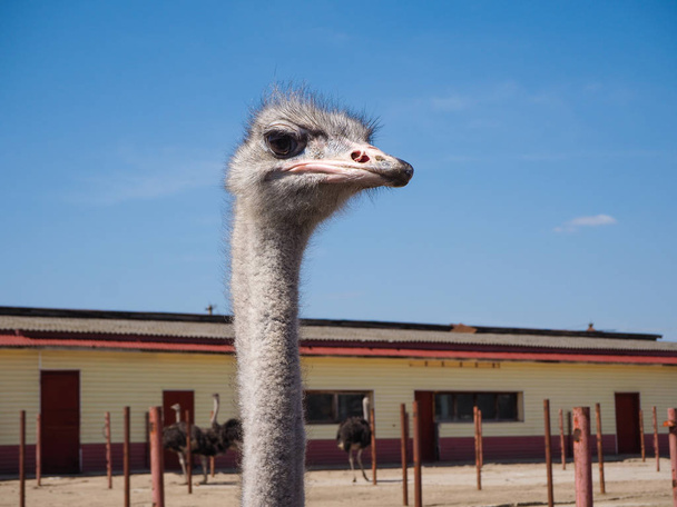 Ostrich farming bird head and neck front portrait in paddock. - Zdjęcie, obraz