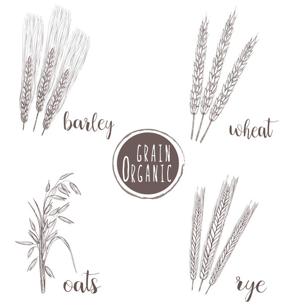 Органические наброски зерна. Пшеница, ячмень, овес, ржи
  - Вектор,изображение