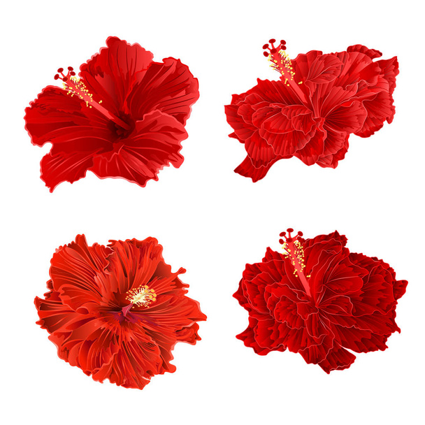 Red hibiscus ondulato tropicale pianta vintage mano disegnare insieme due vettore vintage
 - Vettoriali, immagini