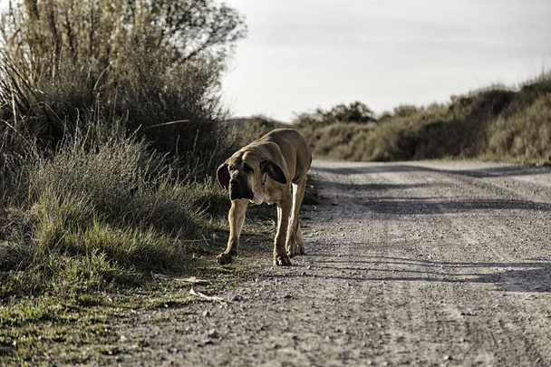 Dog fila brasileiro - Photo, Image