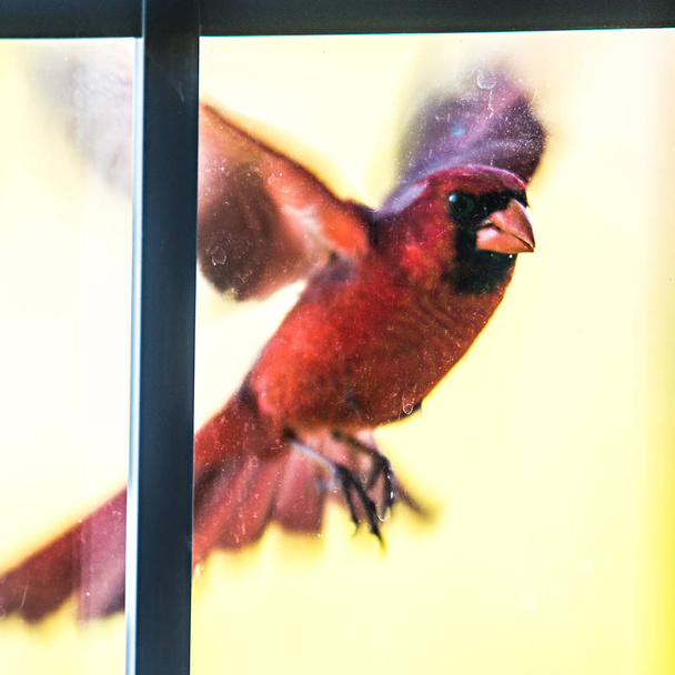 kardynał mężczyzna ptak latający w domu drzwi szklane - Zdjęcie, obraz