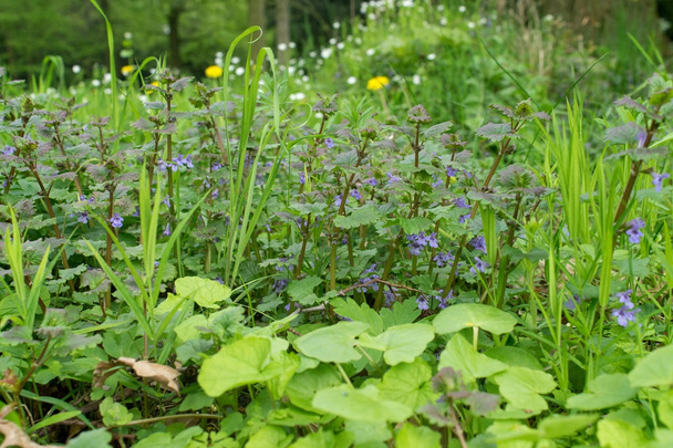 kvetoucí pozemní ivy - Fotografie, Obrázek