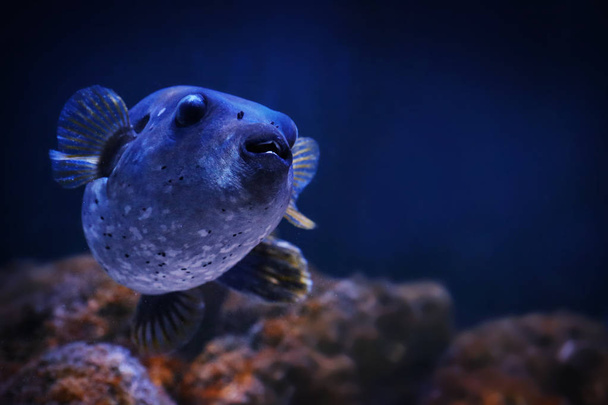Exotic sea fish - Valokuva, kuva