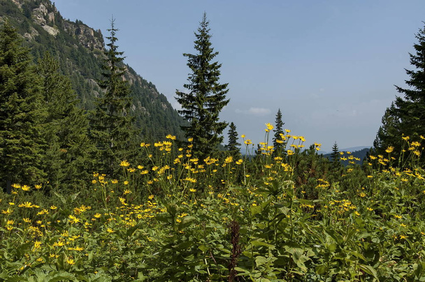 sonnenbeschienene Bergspitze mit Nadelwald, Lichtung und Arnika oder wilder gelber Blume auf dem ökologischen Spaziergang in Richtung Maliovitza-Gipfel im Rila-Gebirge - Foto, Bild