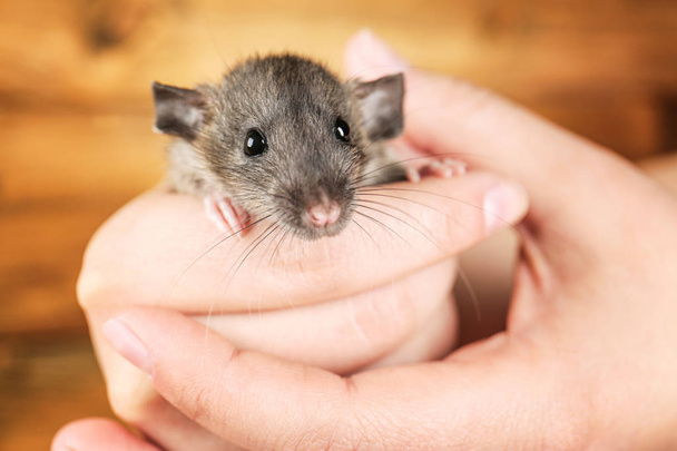 Female hands with cute rat  - Foto, afbeelding