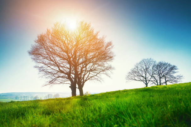 Самотнє дерево на полі трави навесні
  - Фото, зображення