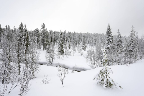 Spruce Tree Forest Covered by Snow in Winter Landscape. - Foto, imagen