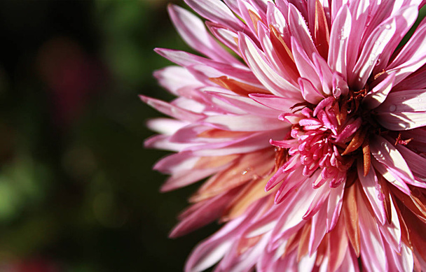 růžový květ chryzantéma - Fotografie, Obrázek