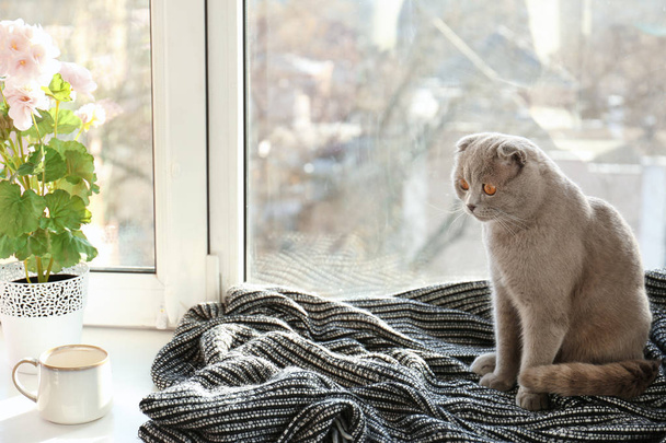 cat resting on windowsill - Foto, afbeelding