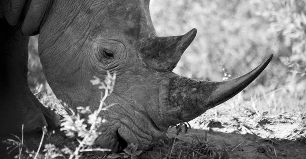   en Sudáfrica reserva de vida silvestre y rinocerontes
 - Foto, imagen