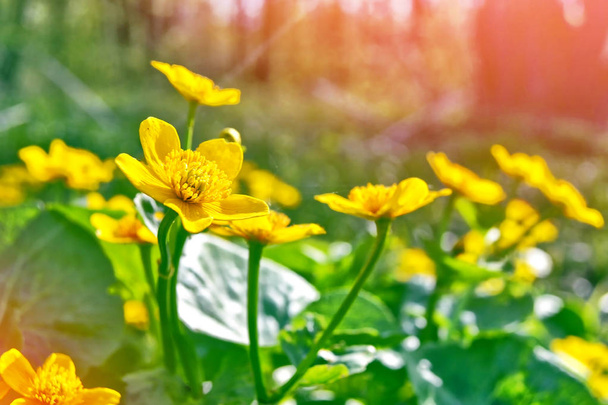 leuchtend bunte gelbe Blumen vor dem Hintergrund der Summe - Foto, Bild