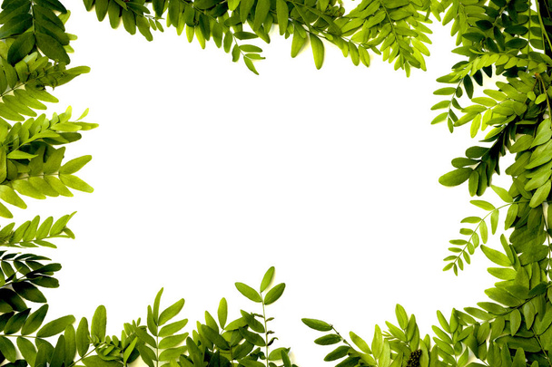 Green leaves frame  - Photo, Image