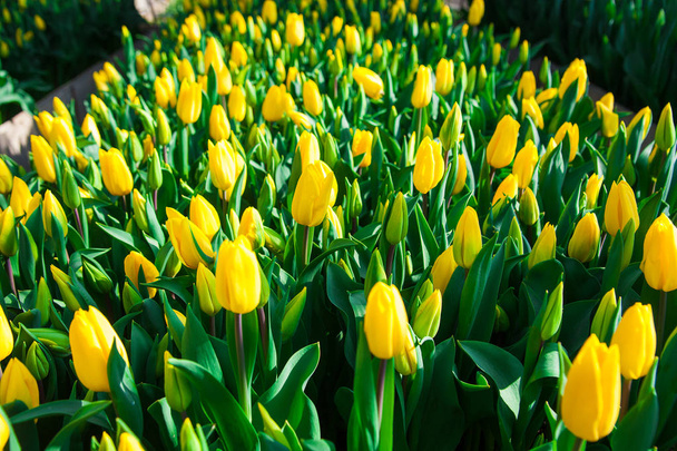 Escena de primavera del campo de tulipanes. Agronegocios invernadero plántulas primavera. - Foto, imagen