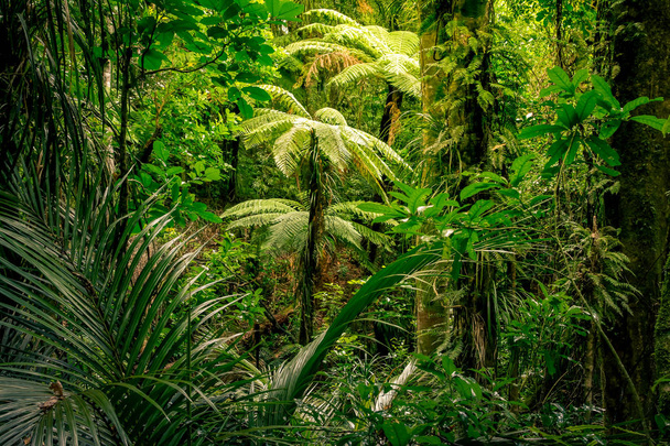 Tropical jungle forest - Photo, Image