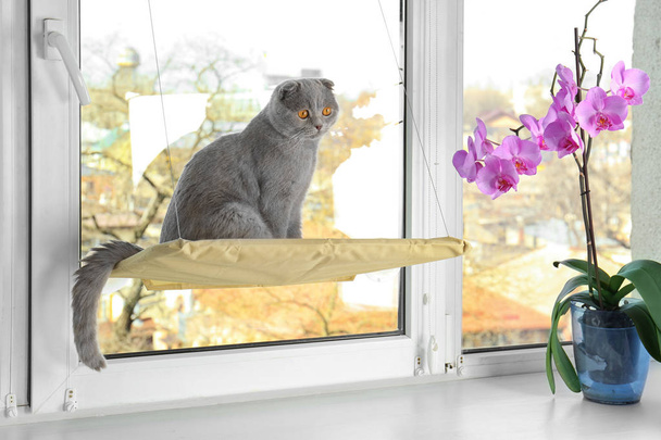  cat resting on window - Foto, afbeelding