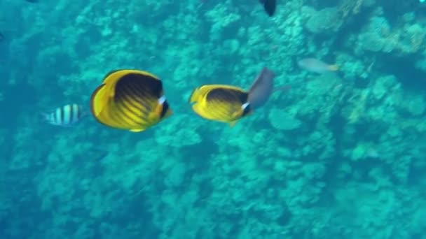 Φωτεινό μπλε νερά της Ερυθράς Θάλασσας κουρασθεί επικίνδυνα με πολλή αναζητούν τα ψάρια ενυδρείου - Πλάνα, βίντεο