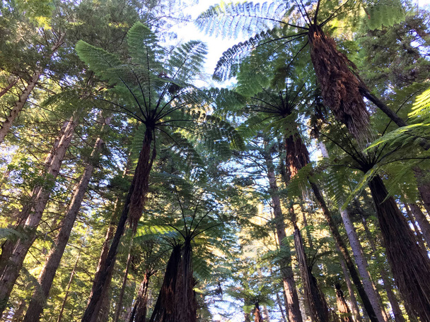 Dev sekoya ormanlar Rotorua North Island Yeni Zelanda'da - Fotoğraf, Görsel