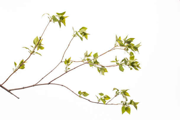 feuilles vertes et branches sur fond blanc pour texture abstraite environnement nature amour terre
 - Photo, image