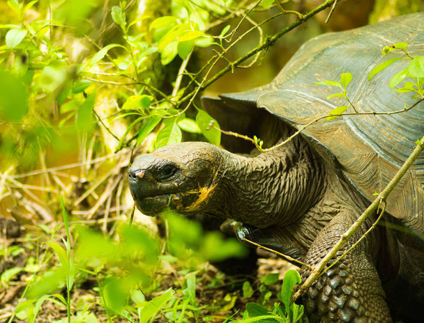 Tortoises are herbivorous animals with a diet comprising cactus, grasses, leaves and fruit, walking in the forest - Photo, Image