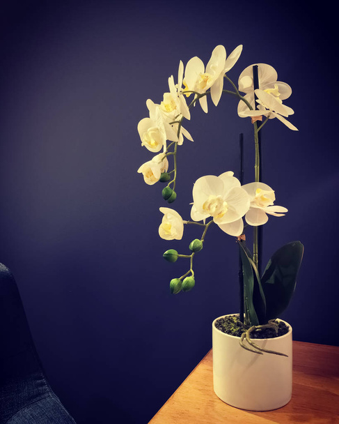 Elegáns fehér orchidea az asztalra - Fotó, kép