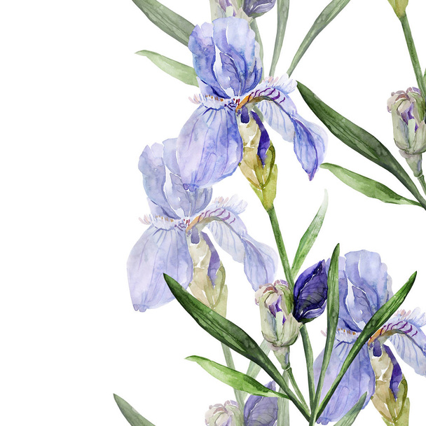 Watercolor picture of irises on a colored background - Foto, afbeelding
