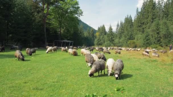 Group of sheep on pasture - Кадры, видео
