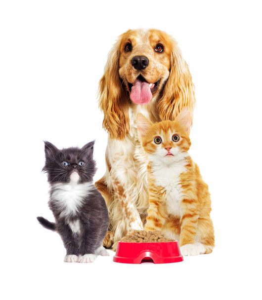 dog And a kitten on a white background - Photo, image