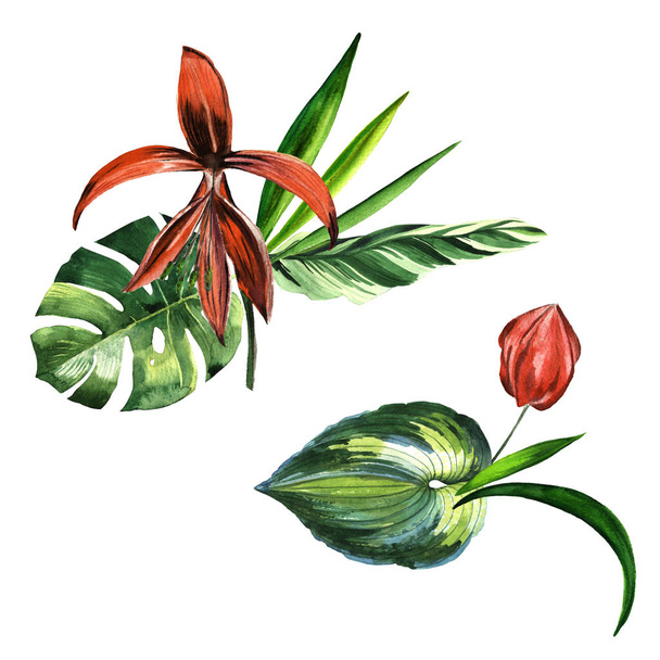 tropische Hawaii Blätter Palme in einem Aquarell-Stil isoliert. - Foto, Bild
