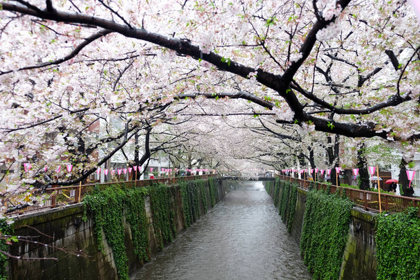 sakura kukka kausi
 - Valokuva, kuva