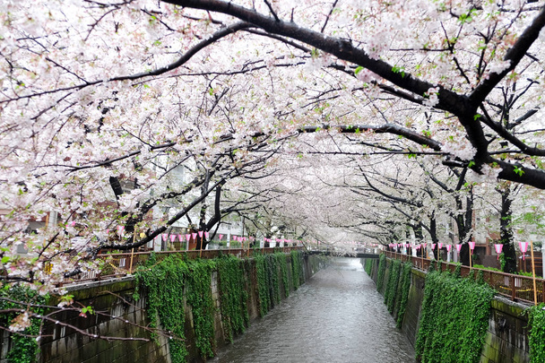 Цветочный сезон сакуры
 - Фото, изображение