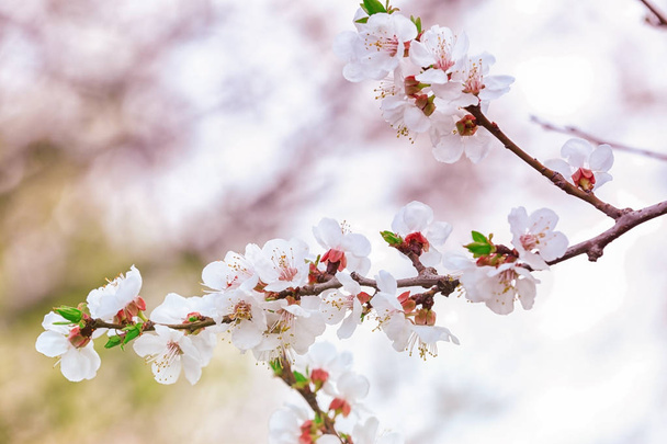 Branch of blooming tree flowers  - Photo, image
