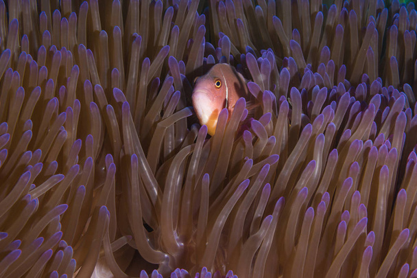 Pink Skunk Clownfish (Amphiprion perideraion) - Photo, Image