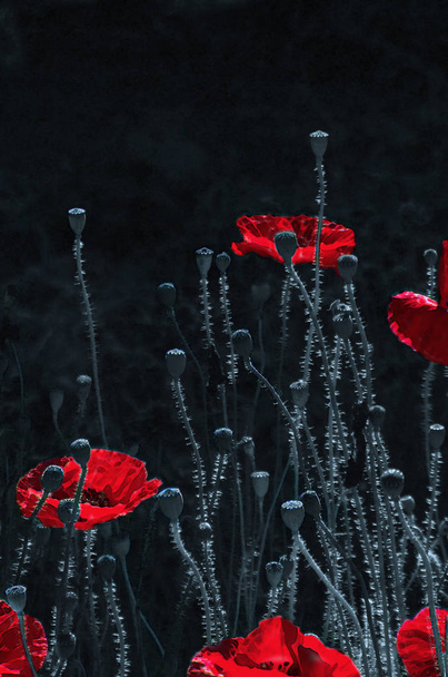 Red, tender, air, life-giving poppy. light Game.Poppy Rhapsody.  - Photo, Image
