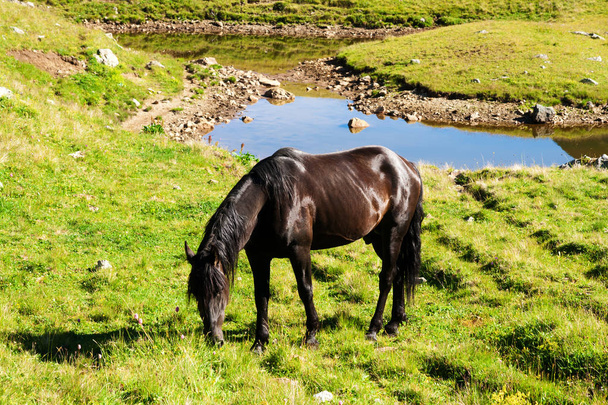 Horses graze on alpine pasture - Fotoğraf, Görsel